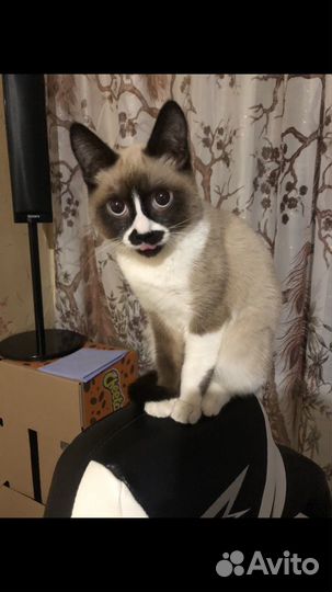 Кошка в дар