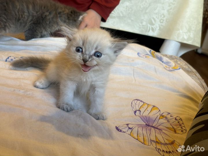 Кошка