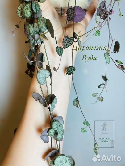 Циропегия Вуда