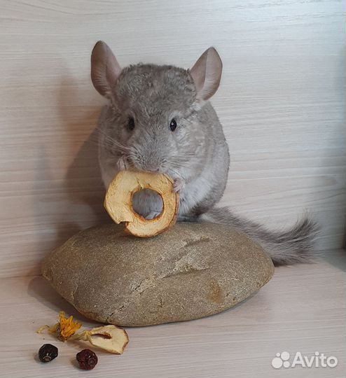 Шиншилленок девочка 2 мес