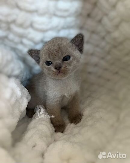 Бурманский котёнок