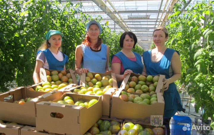 Вахта - Фасовщица /к томатов в Агрокомплекс Москвы
