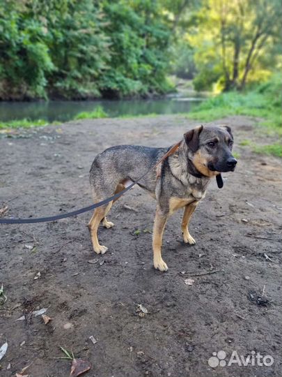 Собака Лукас скучает без хозяина