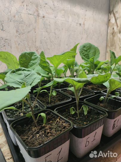 Рассада томатов, перцев, баклажан и огурцов