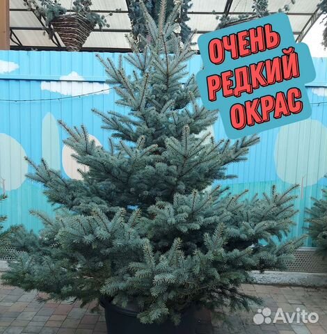 Ель голубая стриженная