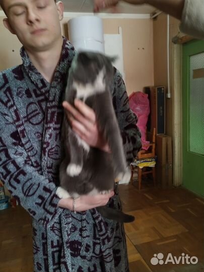 Кошка в дар