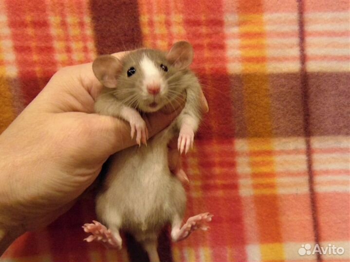 Классные крысята (крысы) дамбо от заводчика клетки