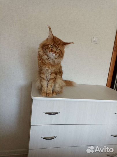 Вязка, молодой Мейн-кун ищет подругу на вязки