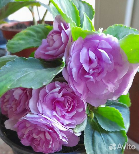 Бальзамин махровый