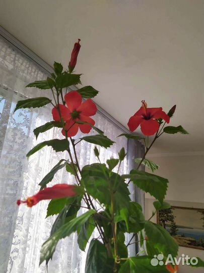 Гибискус китайская роза