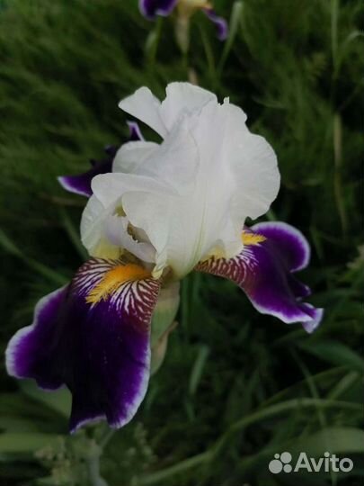Ирисы бородатые