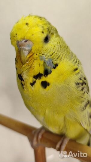 Ввп) Выставочные волнистые попугаи(Чехи)