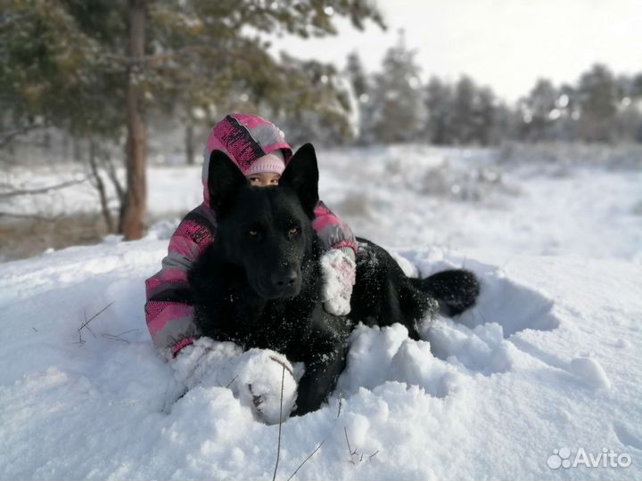Немецкая овчарка вязка