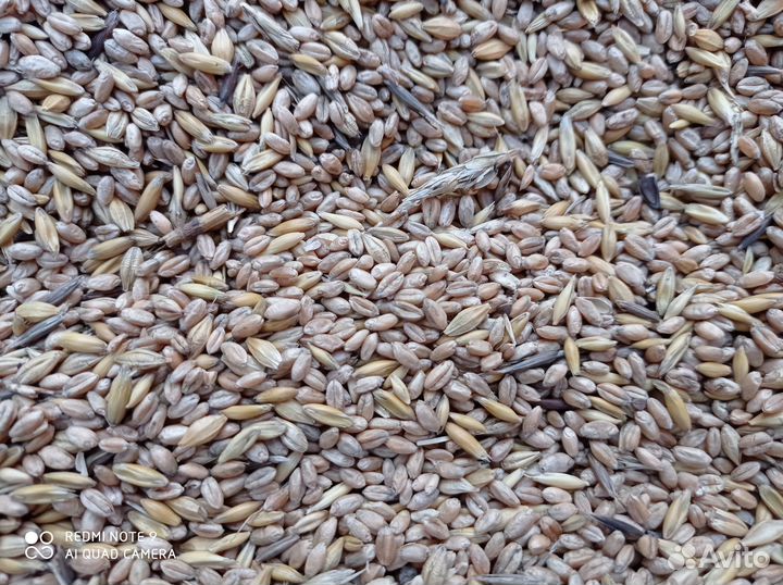 Пшеница.ячмень