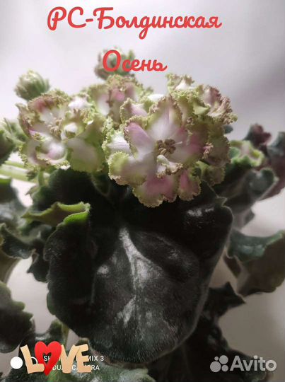 Фиалки сортовые