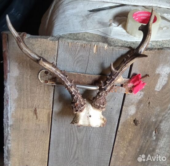 Рога косули