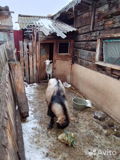 Продам двух коз