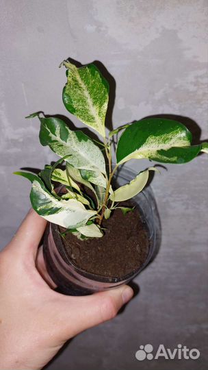 Фикус керли