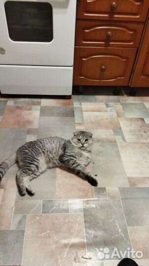 Уход за животными