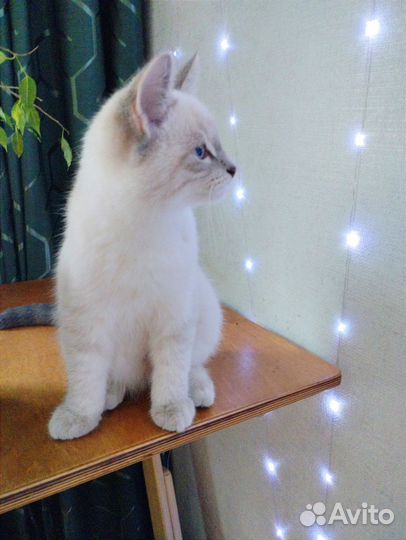 Сил-тебби-поинт