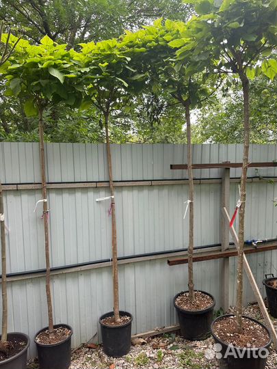 Катальпа Клён Боярышник