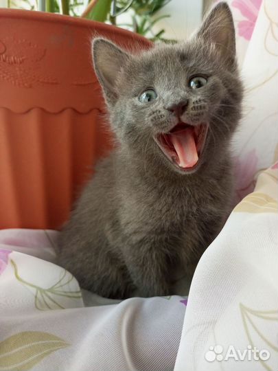Котенок в добрые руки