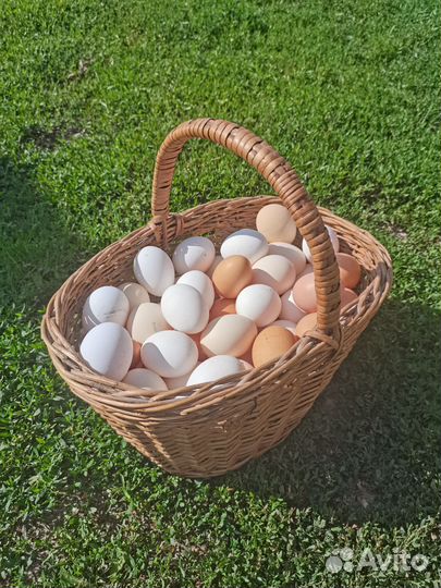Домашние куриные яйца