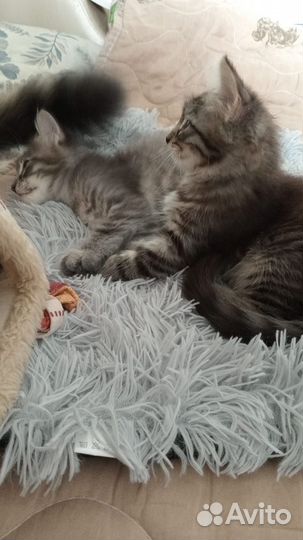 Котята в добрые руки приучены к лотку