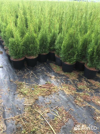 Хвойные растения