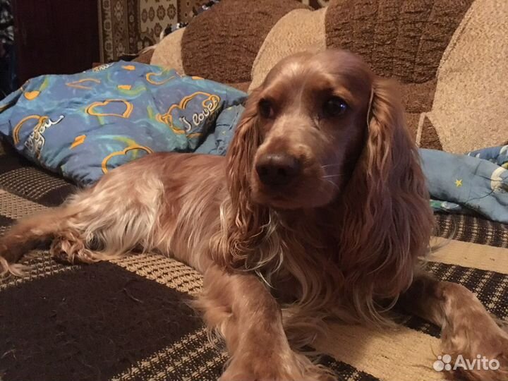 Собака(Спаниель) вязка