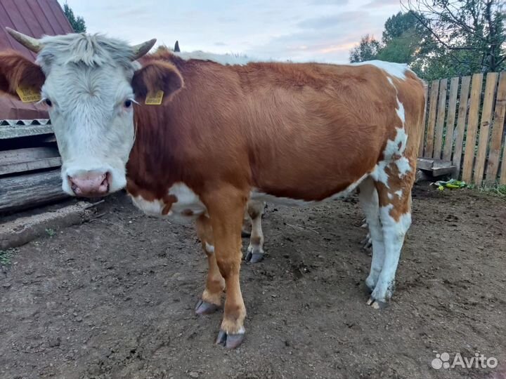 Телка стельная