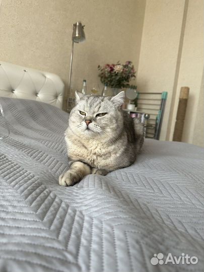 Шотландский кот вязка