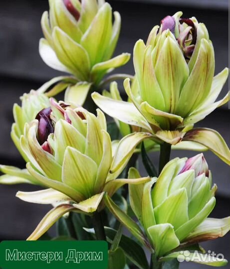 Лилии. Саженцы лилии