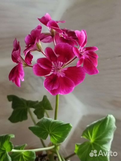 Пеларгония сортовая