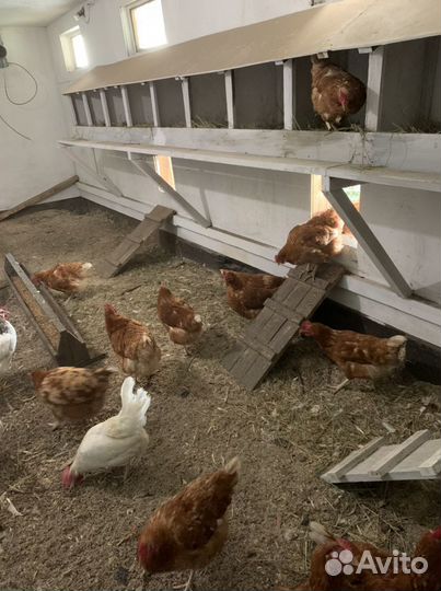 Яйцо домашнее