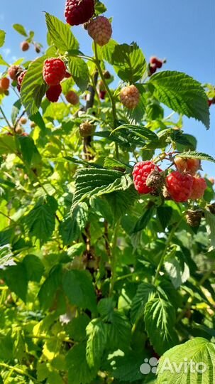 Малина ягоды