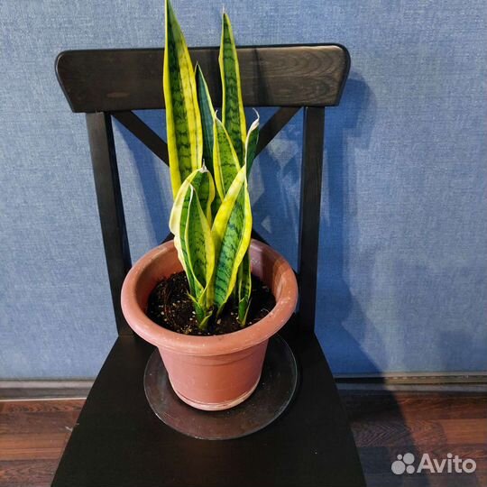 Сансивьера