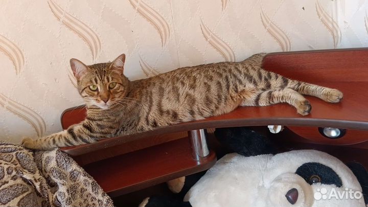 Кошечка бенгал