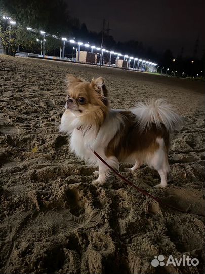 Вязка чихуахуа мальчик