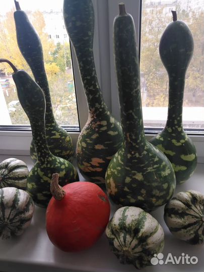 Тыква декоративная