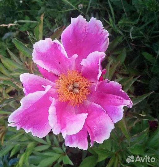 Пион японский. Розовая Река