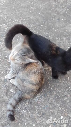 4 чудесные кошечки