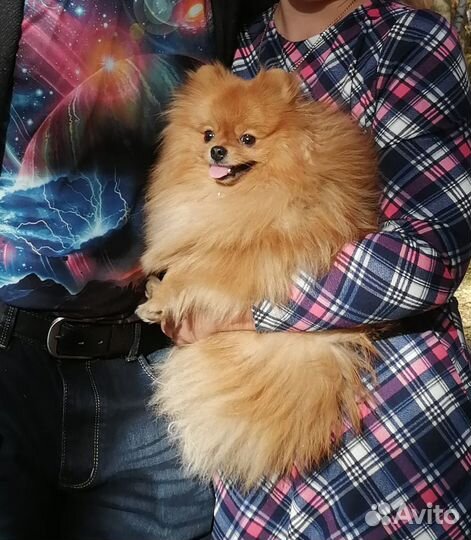 Вязка шпица