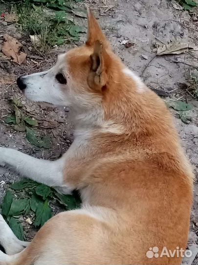 Ищу подружку для вязки