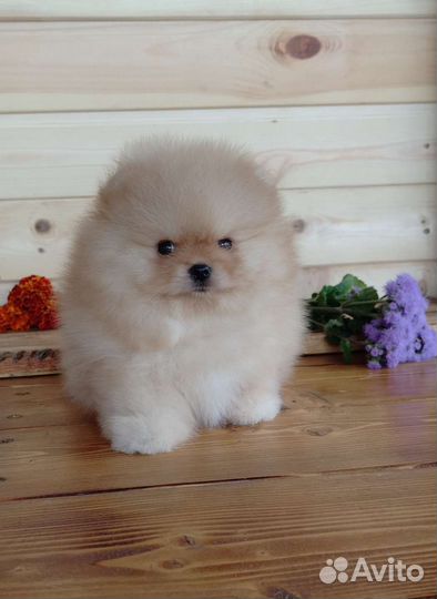 Крутые шпицы