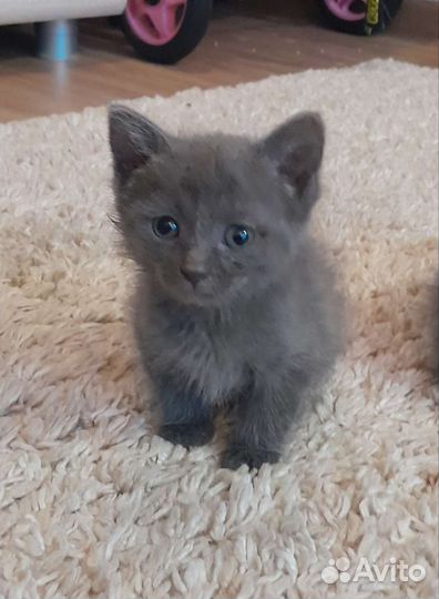 Котятки, 1мес