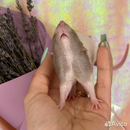 Крысы Дамбо. Крысята. Крысы. Питомник