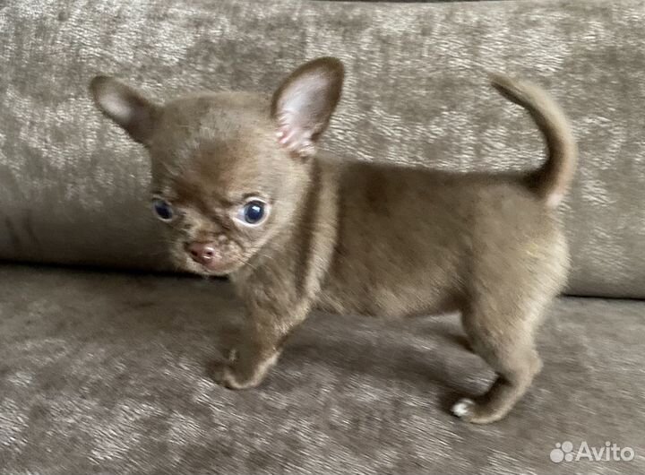 Щенки чихуахуа