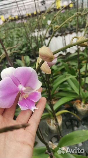 Орхидея фаленопсис. Азия. цветок7-8см