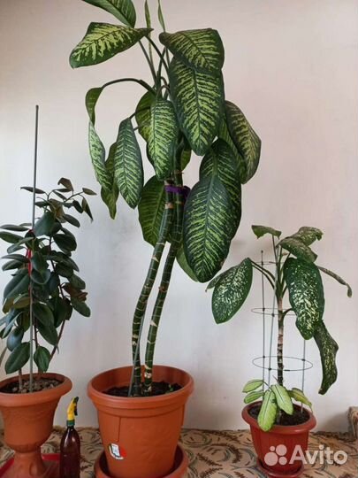 Диффенбахия